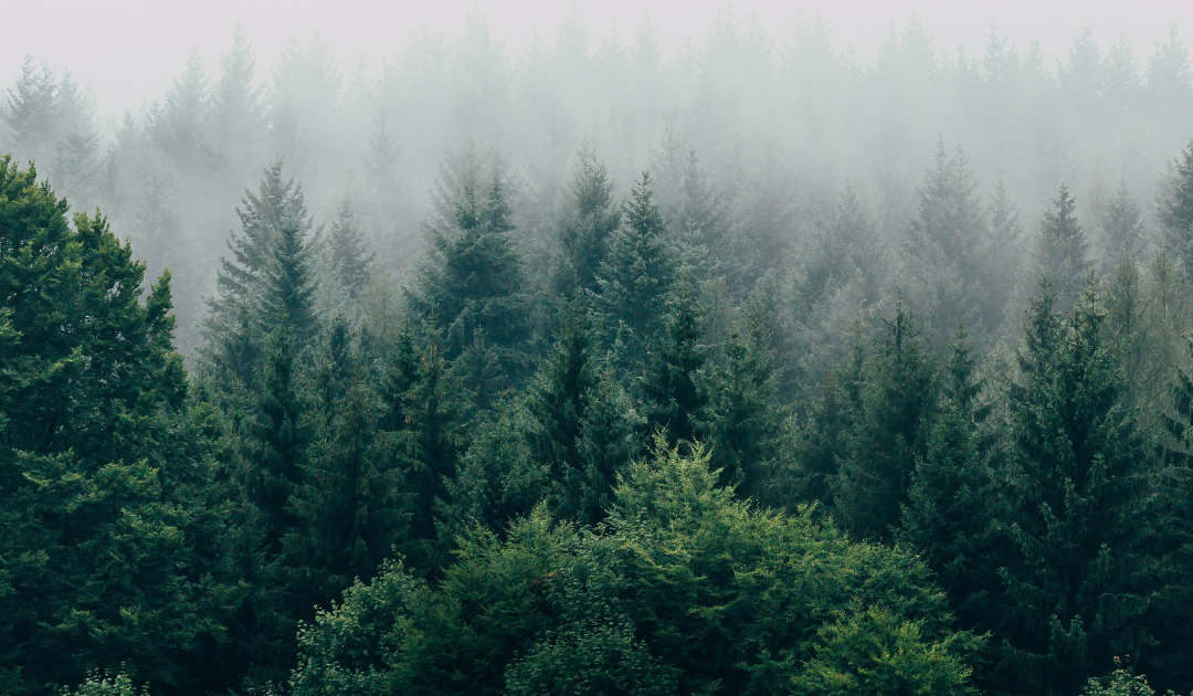 The Consequences of Deforestation