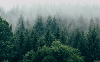 The Consequences of Deforestation