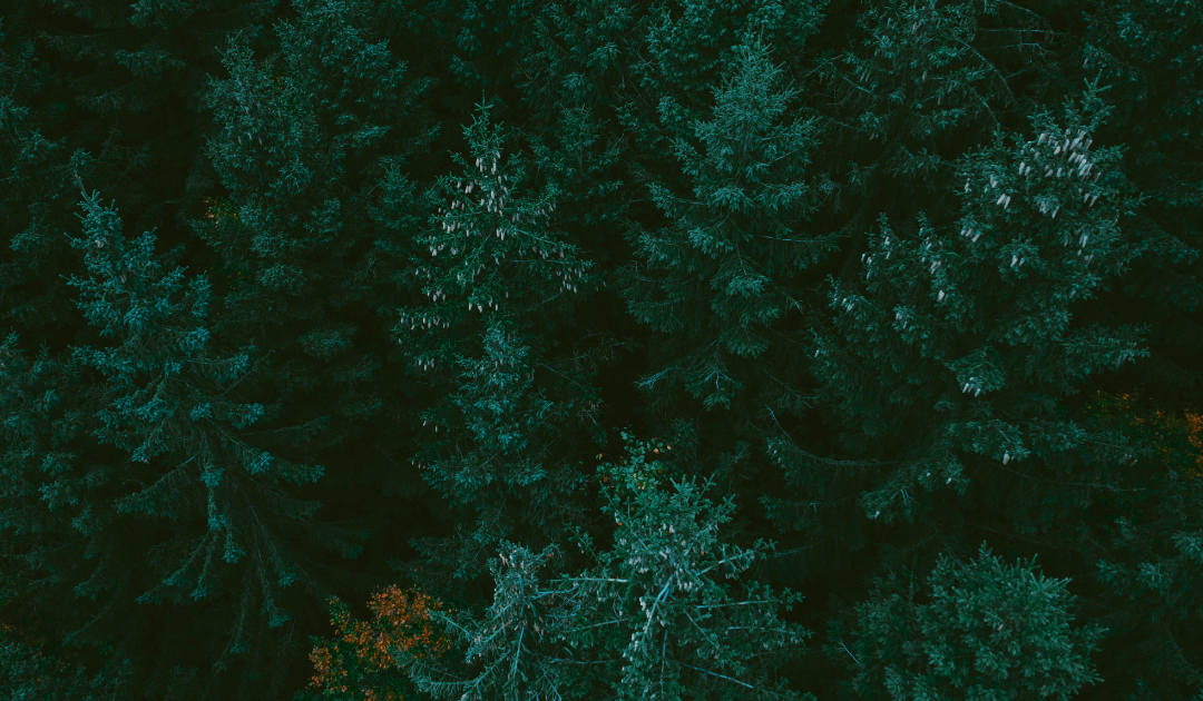 The Benefits of Trees: Nature’s Silent Heroes