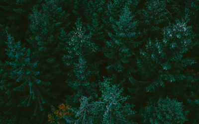 The Benefits of Trees: Nature’s Silent Heroes