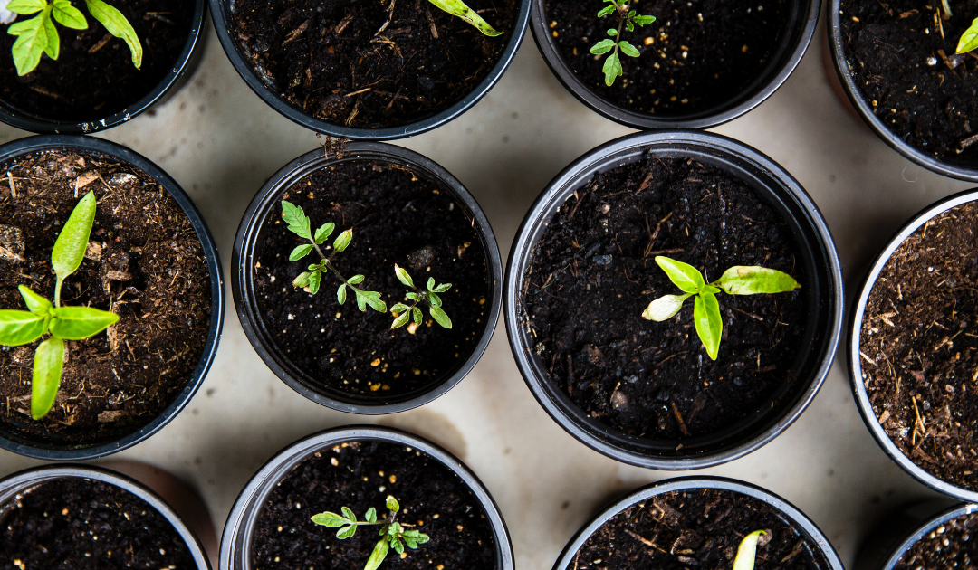 Compostable vs Biodegradable: What the difference?