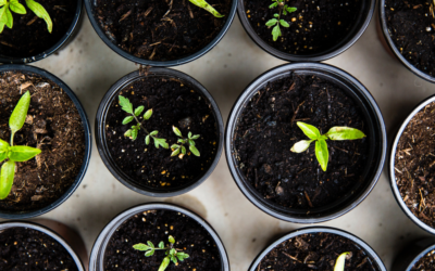Compostable vs Biodegradable: What the difference?