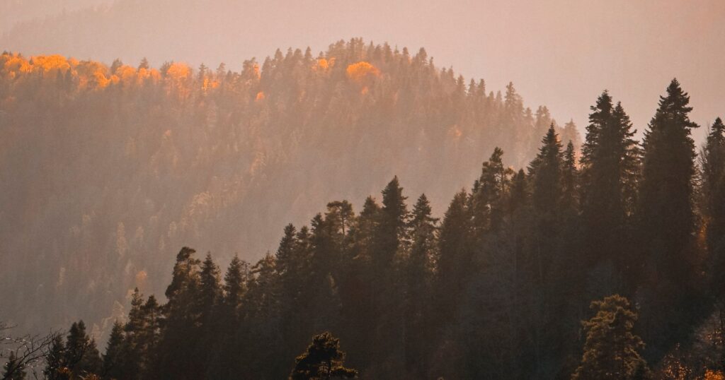 benefits of trees: mountains at golden hour
