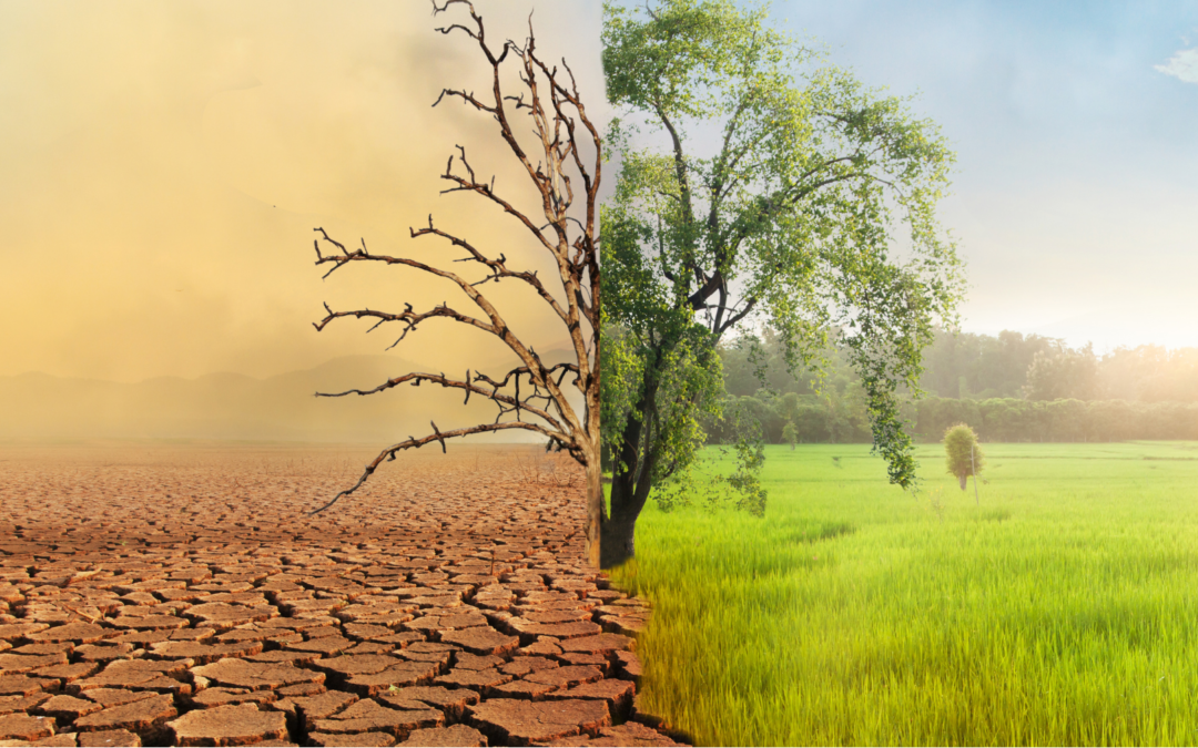 Climate Change vs Global Warming: What’s the Difference?