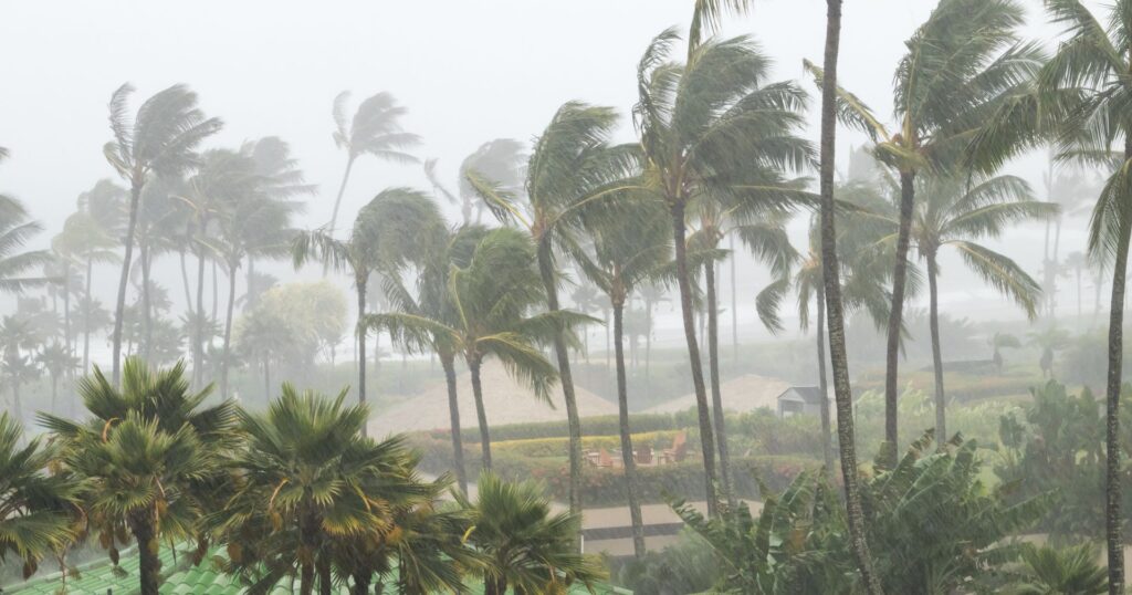 tropical storm blowing palm trees
