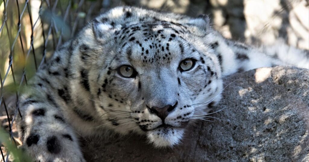 positive environmental news: image of a white leopard lounging on a rock