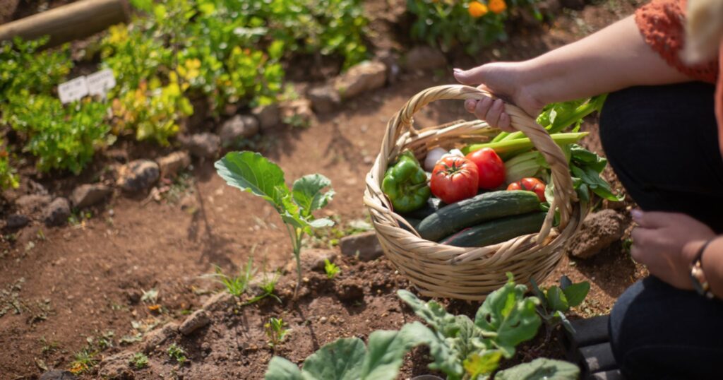 woman harvesting vegetables in her garden for earth month