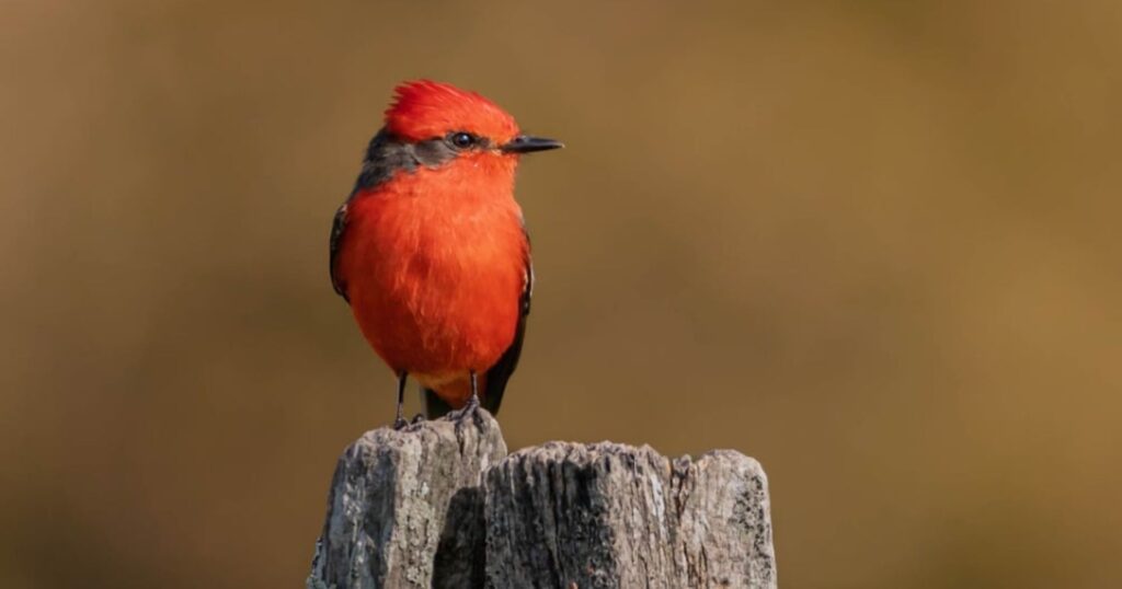 positive environmental news: red flycatcher perched on a tree