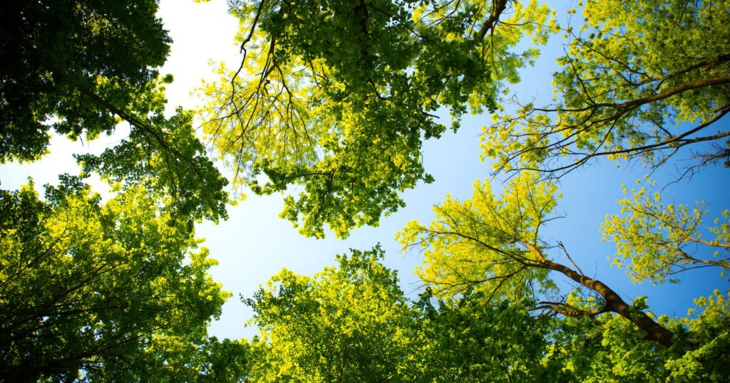 lush green trees with blue sky as background