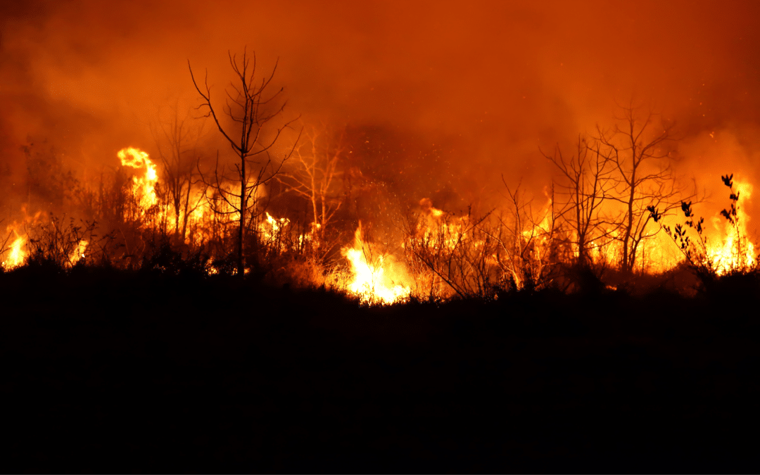 Is Climate Change Igniting Canada’s Wildfires?