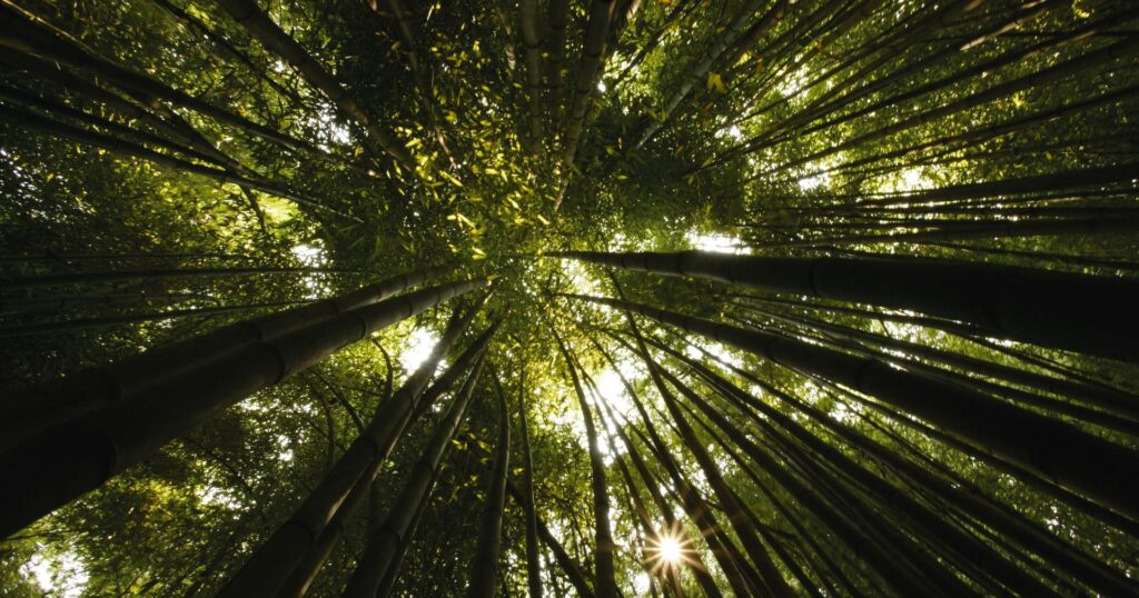 the benefits of trees: looking up toward the trees reaching toward the sky