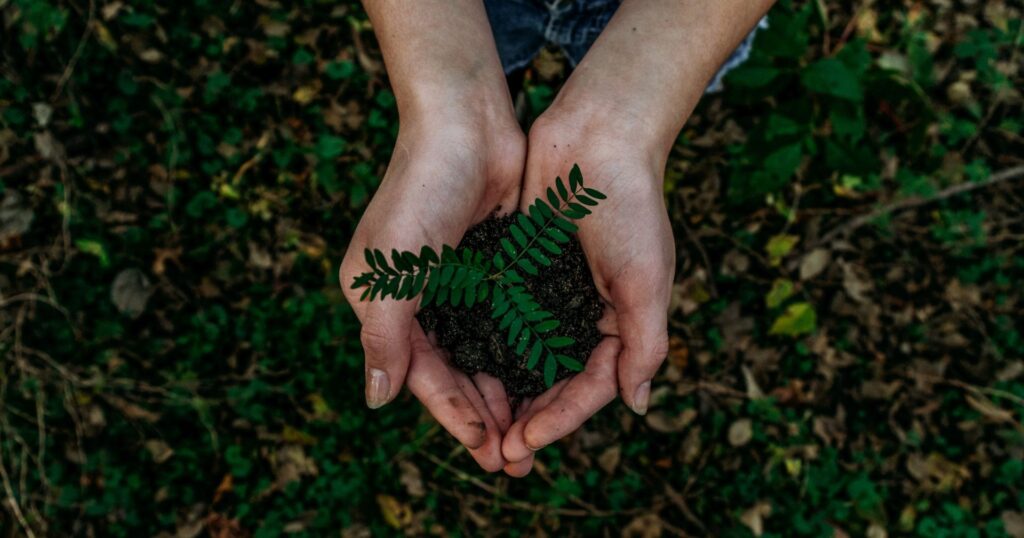hands holding dirt with a green plant
