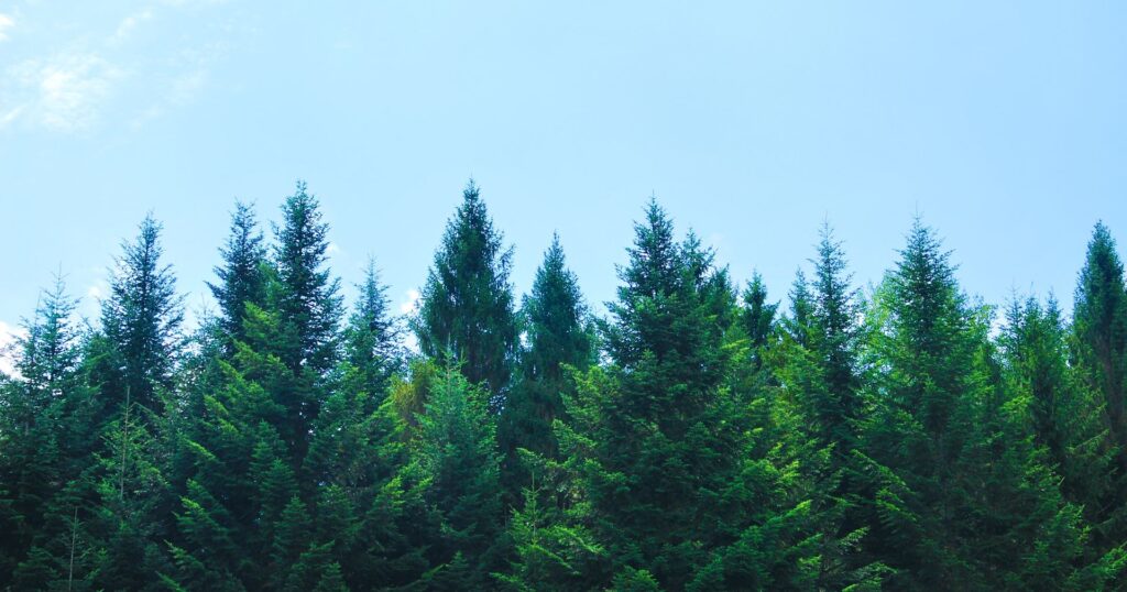 treetops with the blue sky as a backdrop