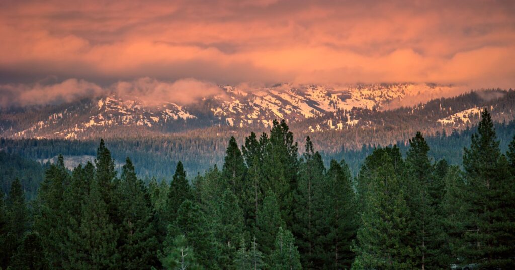 benefits of trees: trees with a mountainscape behind them at sunset