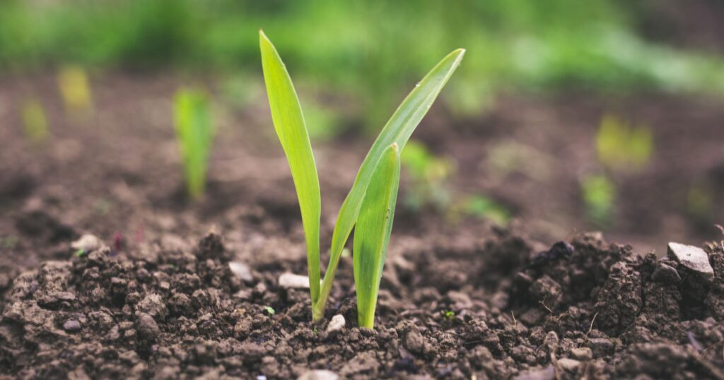 little plant growing out of composting soil