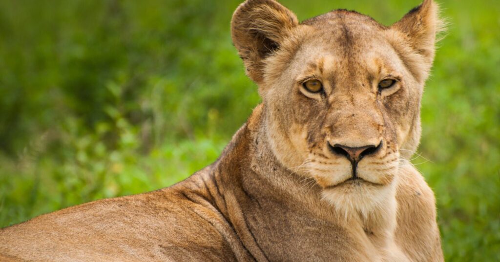 positive environmental news: lioness staring into distance