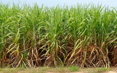 Bagasse: A Sustainable Plastic Alternative