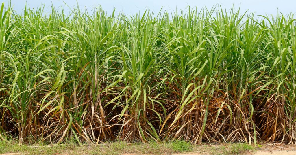Field of sugarcane that will be turned into bagasse