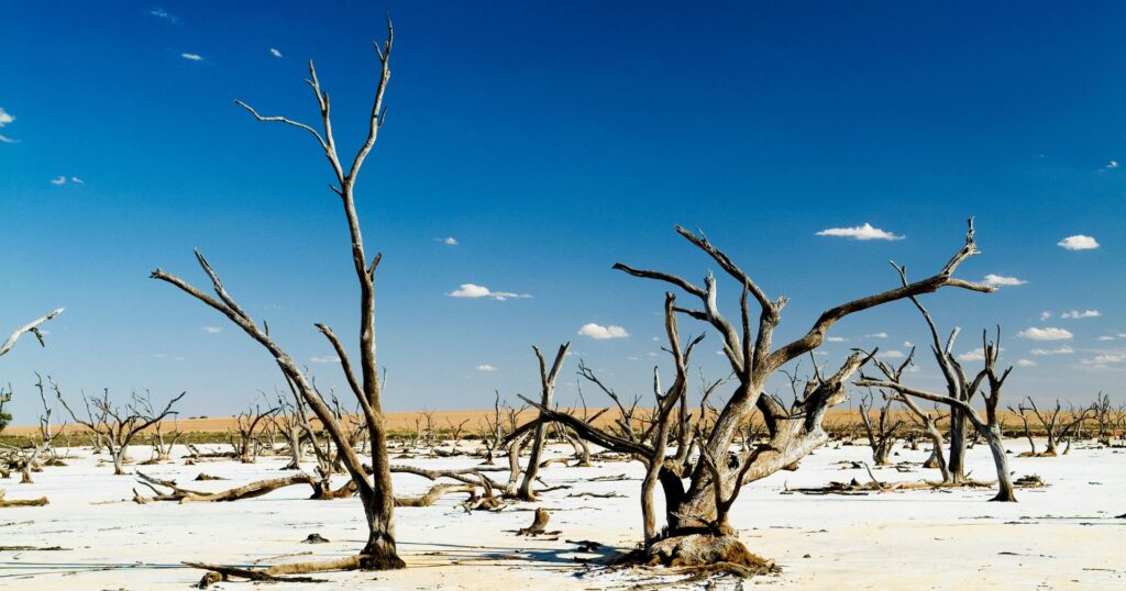 Dead trees in the middle of a desert, no longer able to support wildlife due to climate threshold