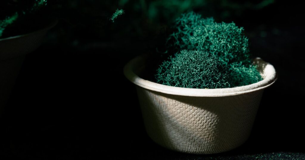 bagasse container compliant with bc plastic ban