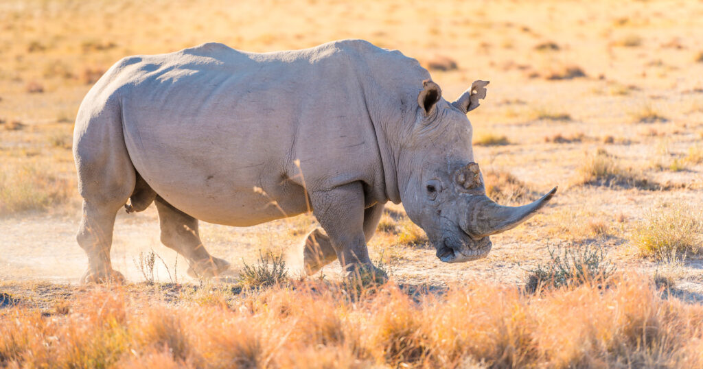white rhino running through field - positive environmental news