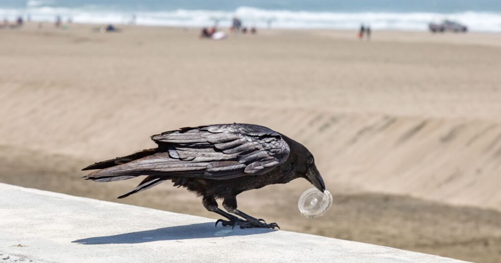 a crow on the beach with a plastic lid in its mouth, toronto plastic ban