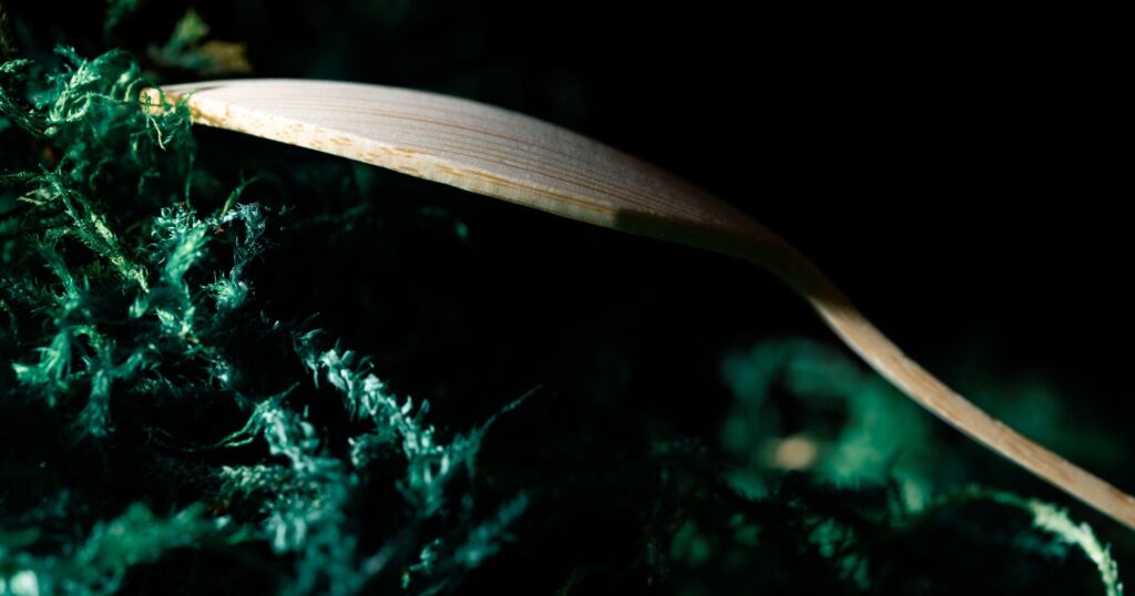 single-use wood spoon on green moss (sustainable packaging)