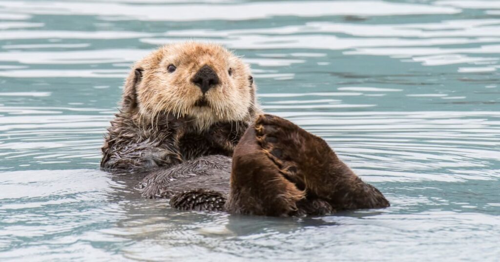 otter in the sea, positive environmental news 2024