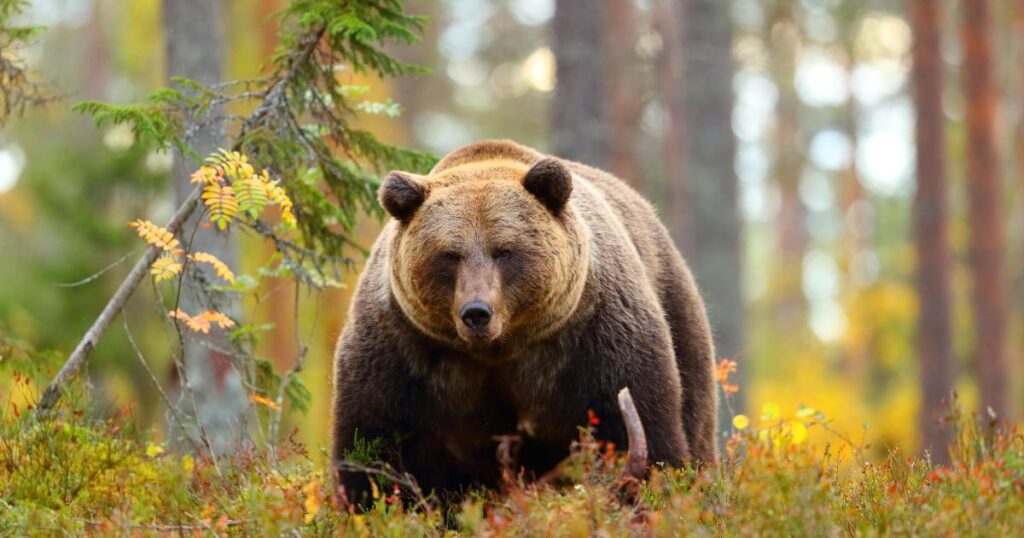 large grizzly bear in the forest