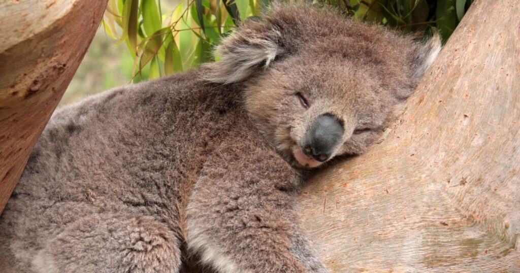 koala sleeping against a tree