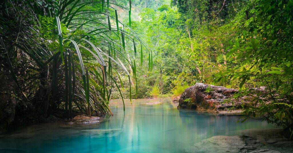 lush oasis in a rainforest, positive environmental news 2024