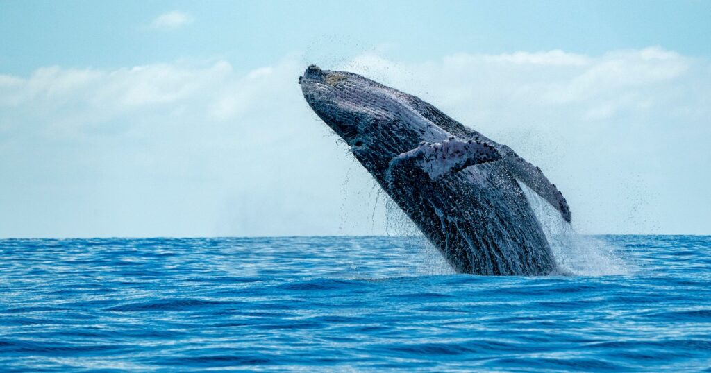 blue whale jumping bursting through water, positive environmental news