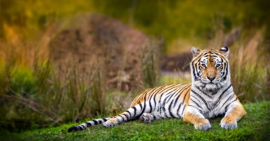 Tiger lying in the grass, positive environmental news