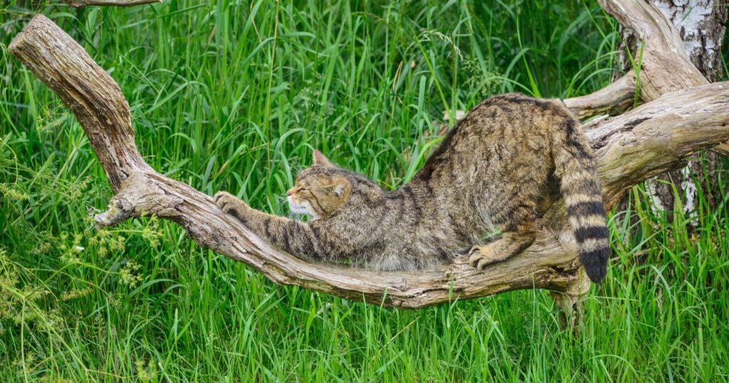 A Scottish wildcat stretching on a branch, with grass background